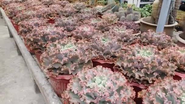 Beautiful Flowers Grass Beds Cameron Highlands Malaysia — Stock Video