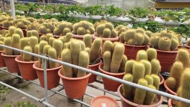 Vackra Blommor Och Gräs Sängar Cameron Highlands Malaysia — Stockvideo