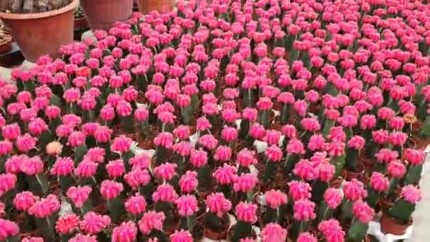 Vackra Blommor Och Gräs Sängar Cameron Highlands Malaysia — Stockvideo