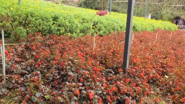 Beautiful Flowers Grass Beds Cameron Highlands Malaysia — Stock Video