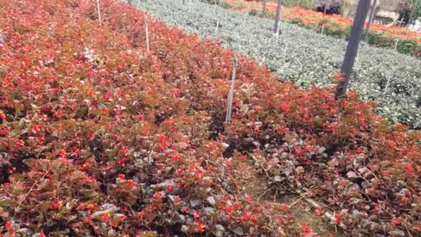 Vackra Blommor Och Gräs Sängar Cameron Highlands Malaysia — Stockvideo