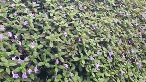 Las Hermosas Flores Camas Hierba Cameron Highlands Malasia — Vídeo de stock