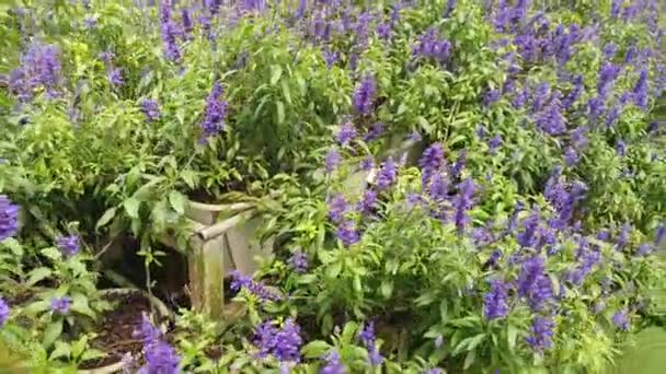 Las Hermosas Flores Camas Hierba Cameron Highlands Malasia — Vídeos de Stock