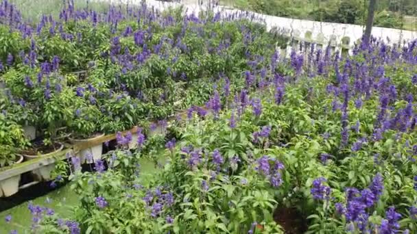 Belas Flores Camas Grama Cameron Highlands Malásia — Vídeo de Stock