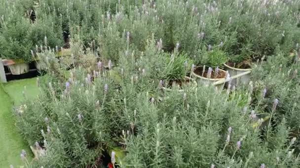 Beautiful Flowers Grass Beds Cameron Highlands Malaysia — Stock Video