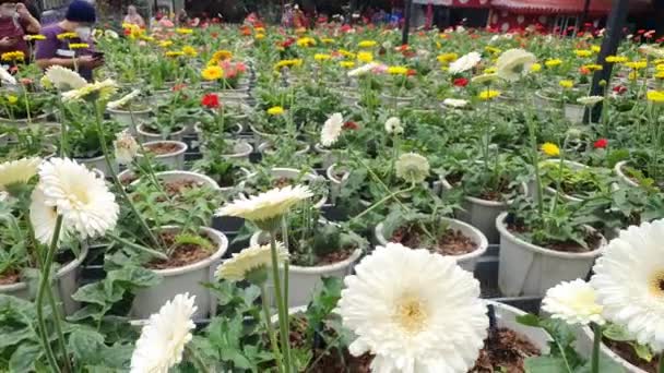 Die Schönen Blumen Und Grasbeete Der Cameron Highlands Malaysia — Stockvideo