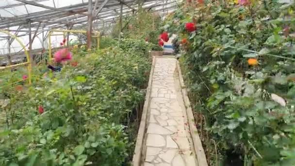 Όμορφα Λουλούδια Και Κρεβάτια Γρασίδι Του Cameron Highlands Μαλαισία — Αρχείο Βίντεο