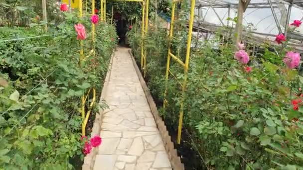 Belas Flores Camas Grama Cameron Highlands Malásia — Vídeo de Stock