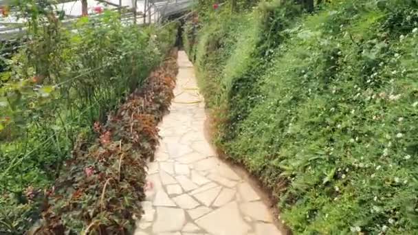 马来西亚卡梅隆高地美丽的花朵和草床 — 图库视频影像