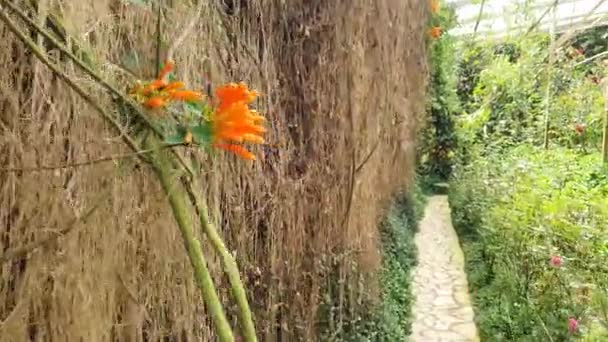 Las Hermosas Flores Camas Hierba Cameron Highlands Malasia — Vídeos de Stock