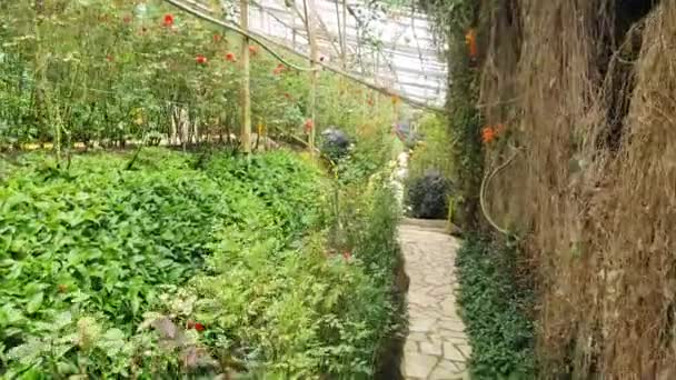 Vackra Blommor Och Gräs Sängar Cameron Highlands Malaysia — Stockvideo