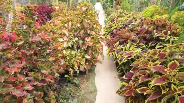 Vackra Blommor Och Gräs Sängar Cameron Highlands Malaysia — Stockvideo