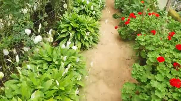 Όμορφα Λουλούδια Και Κρεβάτια Γρασίδι Του Cameron Highlands Μαλαισία — Αρχείο Βίντεο