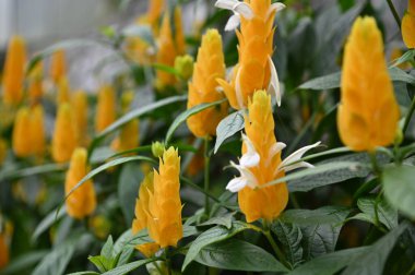 Cameron Highlands Malezya 'sının Güzel Çiçek ve Çimen Yatakları