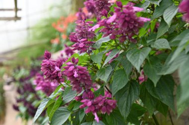 Cameron Highlands Malezya 'sının Güzel Çiçek ve Çimen Yatakları