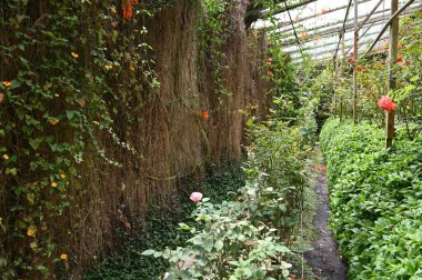 Cameron Highlands Malezya 'sının Güzel Çiçek ve Çimen Yatakları