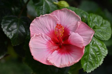 Cameron Highlands Malezya 'sının Güzel Çiçek ve Çimen Yatakları