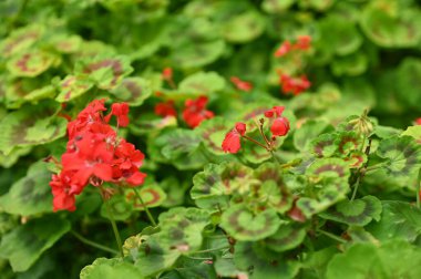 Cameron Highlands Malezya 'sının Güzel Çiçek ve Çimen Yatakları