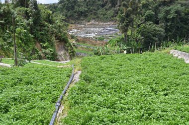 Cameron Highlands Malezya 'sının Güzel Çiçek ve Çimen Yatakları