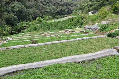 Cameron Highlands Malezya 'sının Güzel Çiçek ve Çimen Yatakları