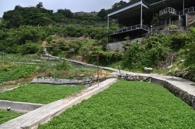 Cameron Highlands Malezya 'sının Güzel Çiçek ve Çimen Yatakları