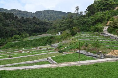 Cameron Highlands Malezya 'sının Güzel Çiçek ve Çimen Yatakları