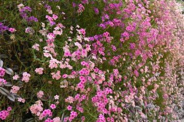 Cameron Highlands Malezya 'sının Güzel Çiçek ve Çimen Yatakları
