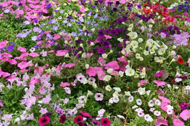 Cameron Highlands Malezya 'sının Güzel Çiçek ve Çimen Yatakları