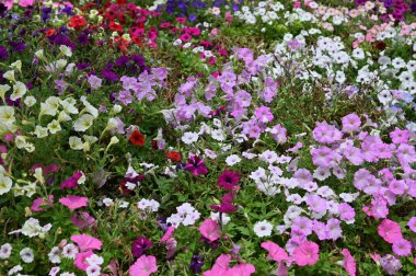 Cameron Highlands Malezya 'sının Güzel Çiçek ve Çimen Yatakları