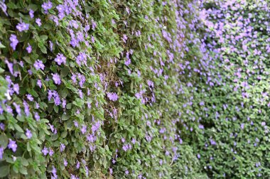 Cameron Highlands Malezya 'sının Güzel Çiçek ve Çimen Yatakları