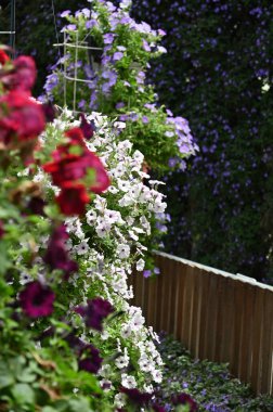 Cameron Highlands Malezya 'sının Güzel Çiçek ve Çimen Yatakları