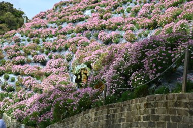 Cameron Highlands Malezya 'sının Güzel Çiçek ve Çimen Yatakları