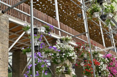 Cameron Highlands Malezya 'sının Güzel Çiçek ve Çimen Yatakları