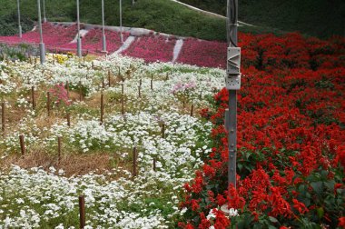 Cameron Highlands Malezya 'sının Güzel Çiçek ve Çimen Yatakları