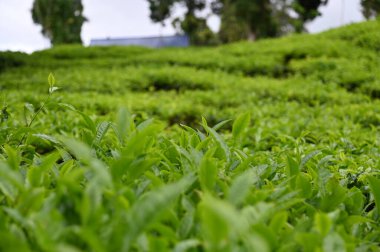 Cameron Highlands, Malezya 'daki çay çiftliği.