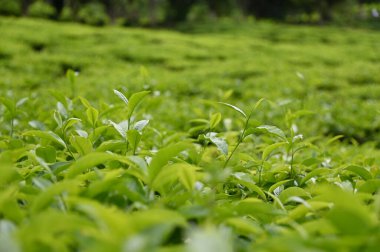Cameron Highlands, Malezya 'daki çay çiftliği.