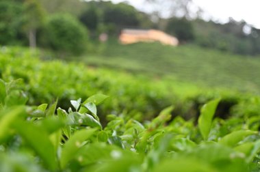 Cameron Highlands, Malezya 'daki çay çiftliği.