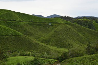 Cameron Highlands, Malezya 'daki çay çiftliği.