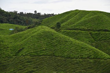 Cameron Highlands, Malezya 'daki çay çiftliği.