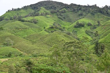 Cameron Highlands, Malezya 'daki çay çiftliği.