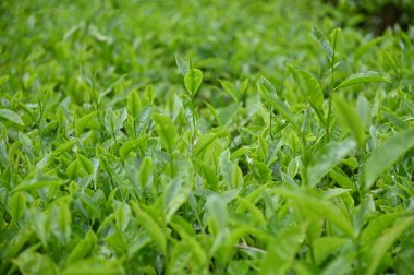 Cameron Highlands, Malezya 'daki çay çiftliği.