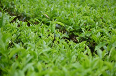 Cameron Highlands, Malezya 'daki çay çiftliği.
