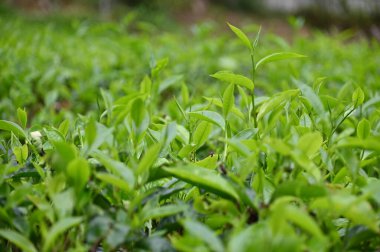 Cameron Highlands, Malezya 'daki çay çiftliği.