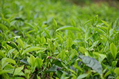 Cameron Highlands, Malezya 'daki çay çiftliği.