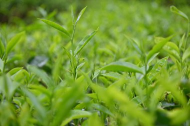 Cameron Highlands, Malezya 'daki çay çiftliği.