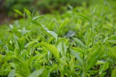 Cameron Highlands, Malezya 'daki çay çiftliği.