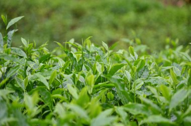 Cameron Highlands, Malezya 'daki çay çiftliği.