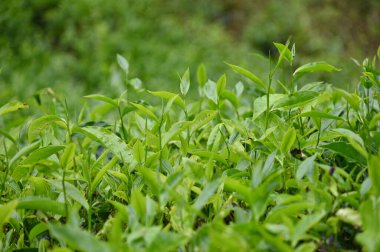 Cameron Highlands, Malezya 'daki çay çiftliği.