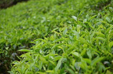 Cameron Highlands, Malezya 'daki çay çiftliği.