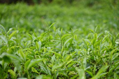 Cameron Highlands, Malezya 'daki çay çiftliği.